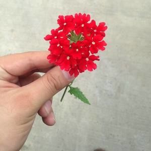 Meet your Posher, Andrea